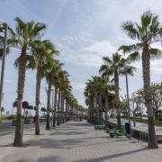 Palm Trees