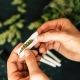 Rolled Cannabis