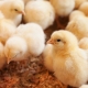 Baby Chicks