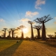 Baobab Trees