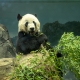 Bei Bei The Panda