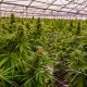 Cannabis Field