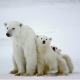 Polar Bears