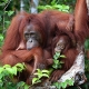 Orangutans