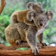 Koala Bears