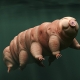 Tardigrade
