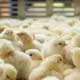 Yellow Baby Chicks