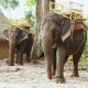 Elephant in Camp