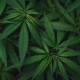 Marijuana Leaves