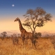 South Africa