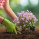Planting Flowers in Garden