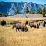 Wild Bison