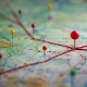 Global Travel Map