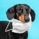 Dog with Mask