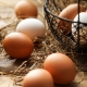 Fresh Chicken Eggs