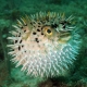 Pufferfish