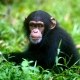 Chimpanzee