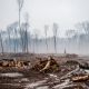 Deforestation