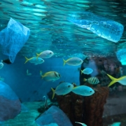Plastic in Ocean