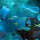 Plastic in Ocean