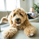 Golden Doodle