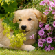 Dog Flowers