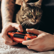 cat