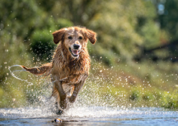 dog