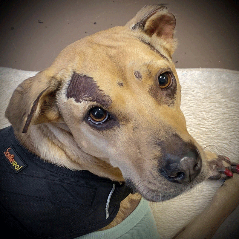 Dr. Dena Lodato Resurge Veterinary Surgical Specialists and Rehabilitation Dr. Dena Lodato Resurge Veterinary Surgical Specialists and Rehabilitation