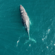 whale