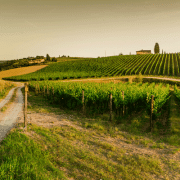 vineyard