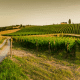 vineyard
