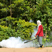 dengue fever