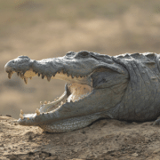 crocodile