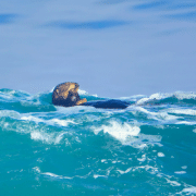 sea otter