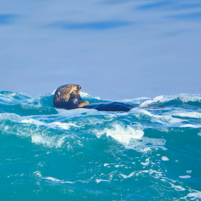 Sea Otters Use Tools To Combat Food Competition Amid Climate Change