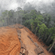 deforestation