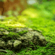 moss