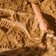 fossil