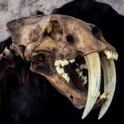 skeleton