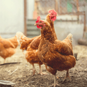 chickens