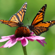 butterfly