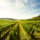 vineyard