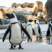 penguin