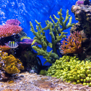 reef