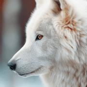 dire wolf