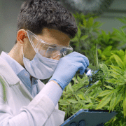 Medical Cannabis