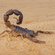 scorpion