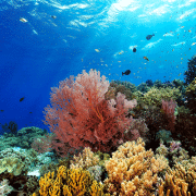 coral