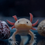 Axolotls